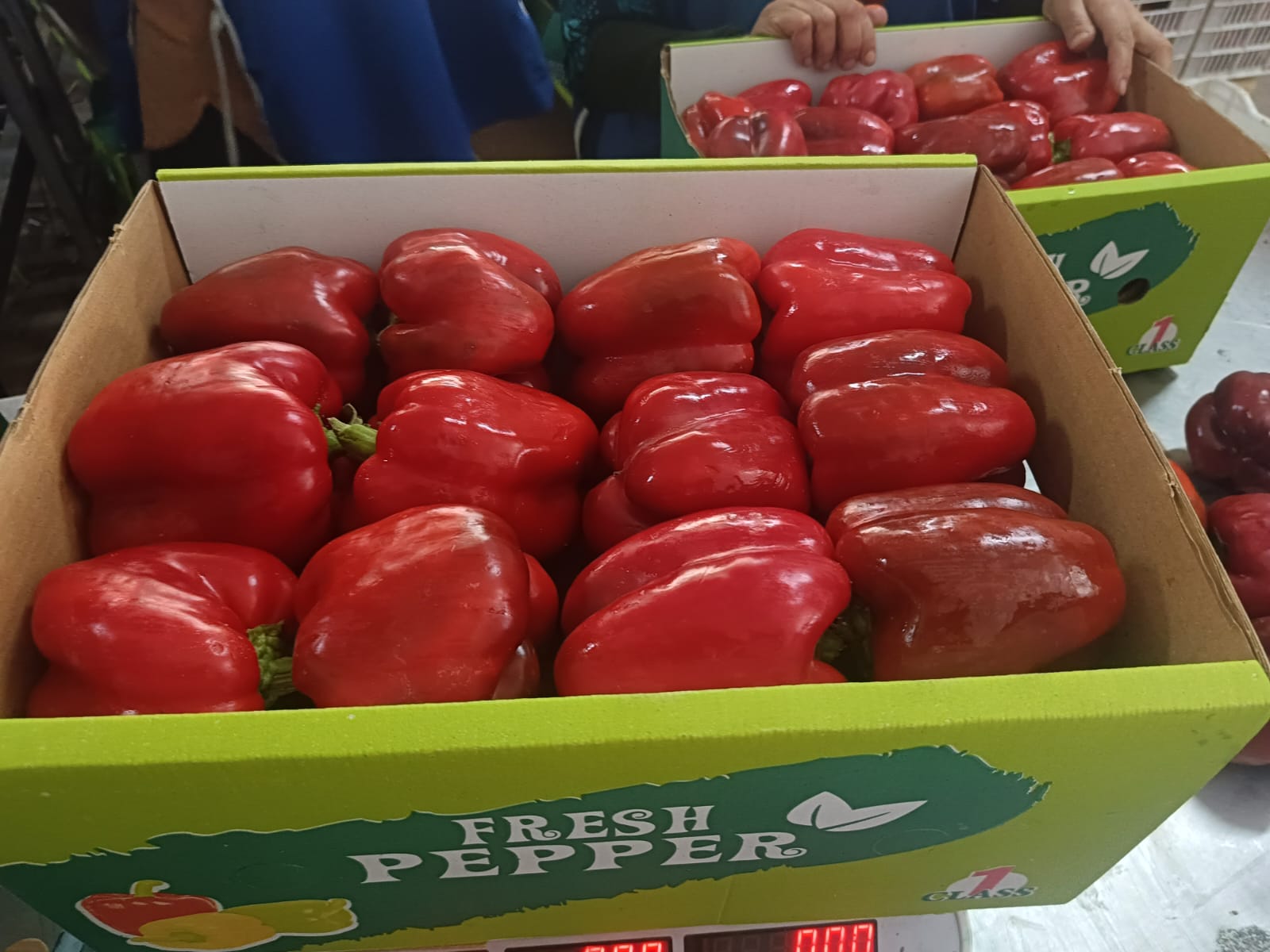 Fresh Egyptian agricultural produce from Cairo Sky
