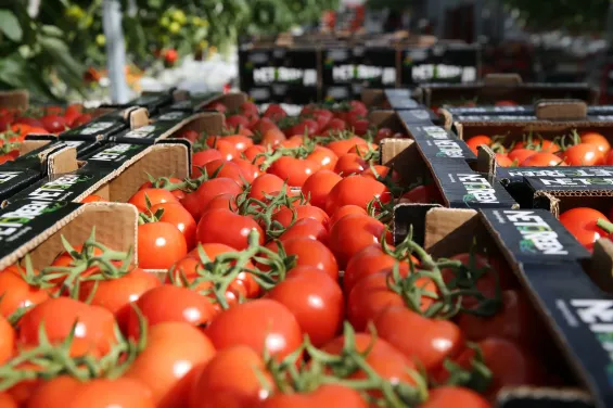 Tomatoes
